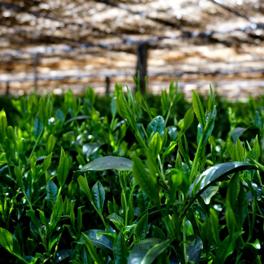 Gyokuro - Hien (Shaded Green Tea)