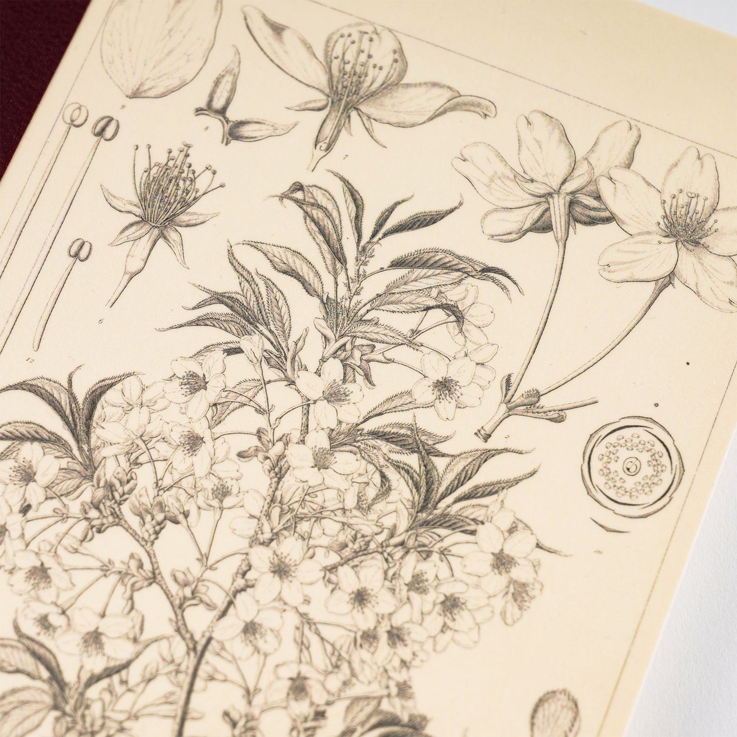 Hobonichi - Graph Notebook | Tomitaro Makino Yamazakura