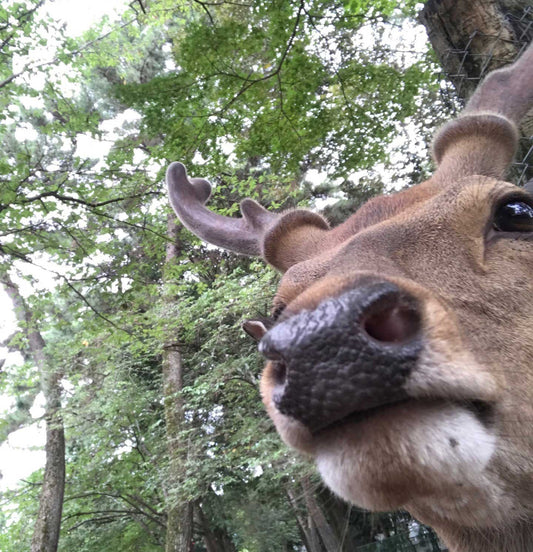 The Bowing Deer of Nara