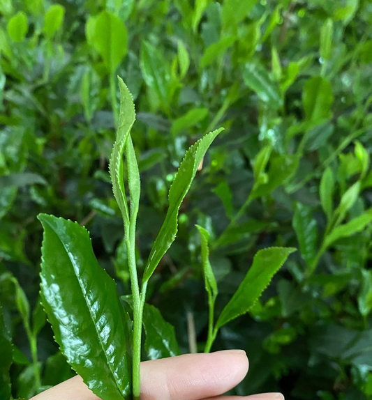 premium matcha from Marukyu Koyamaen Kyoto - Keiko Uchida