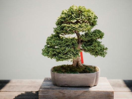 Why is Bonsai so Expensive?