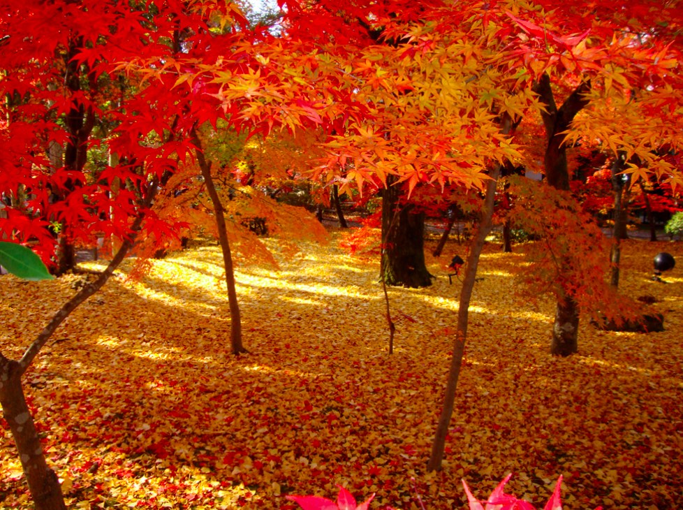 Autumn leaves in Japanese gardens