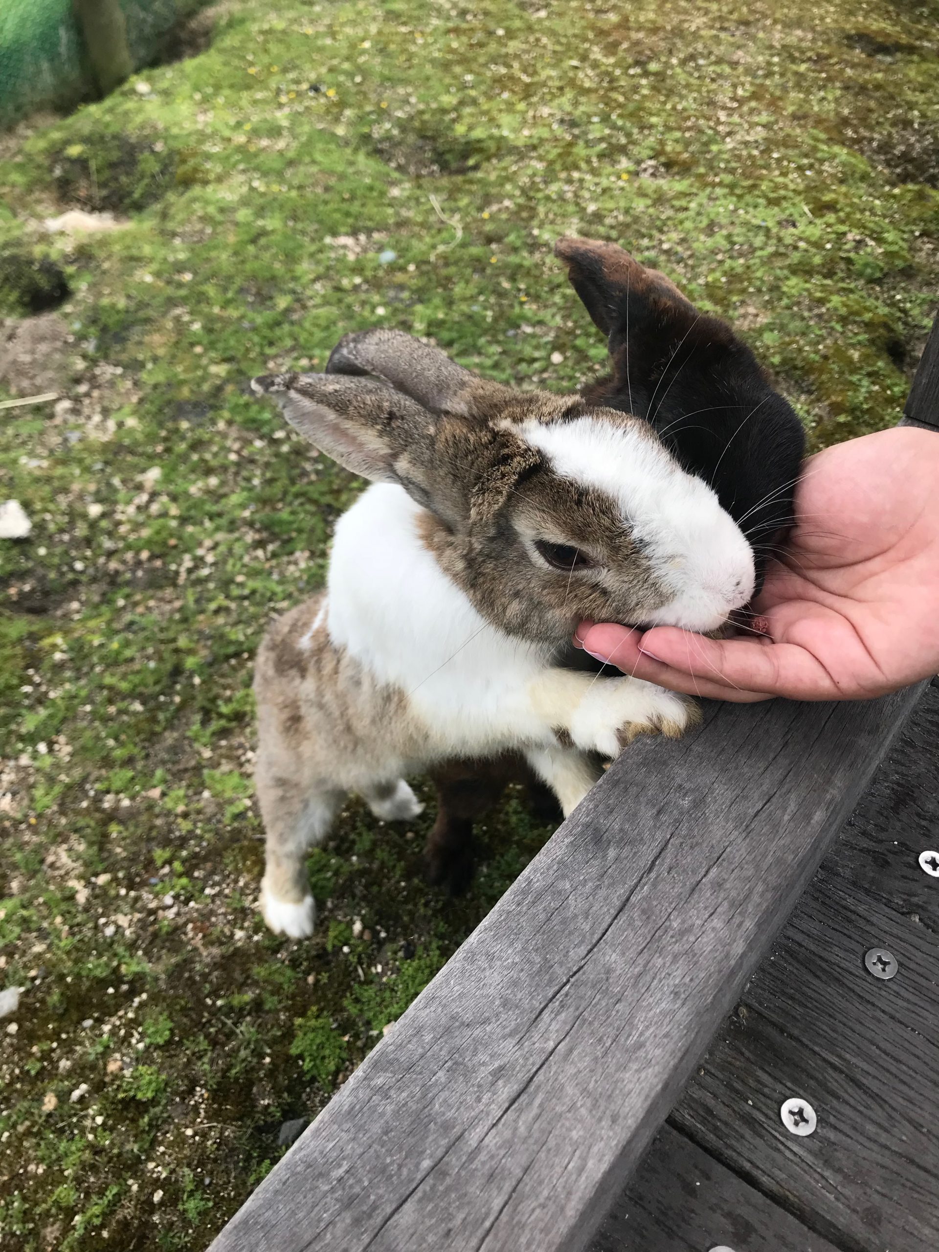 Feeding the rabbits on Rabbit Island