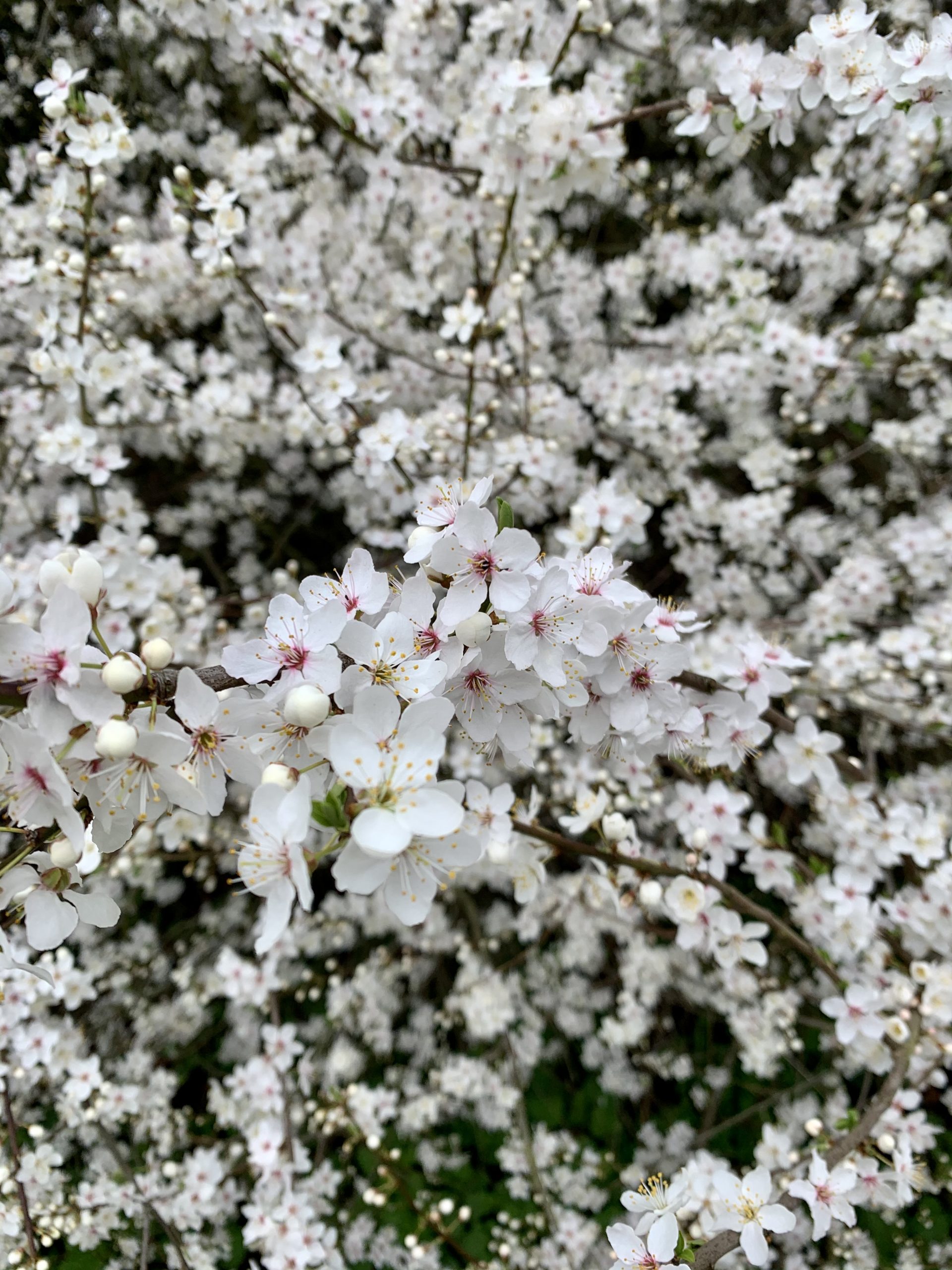 Holland Park Blossom