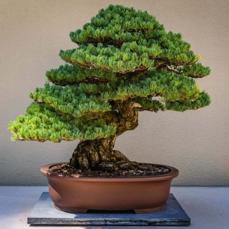 A bonsai tree in a terracotta pot